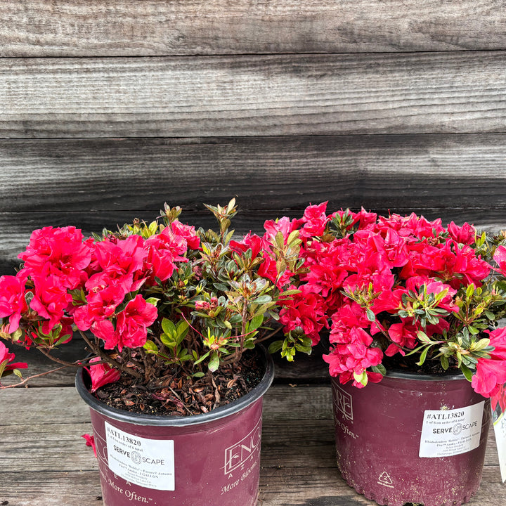 Rhododendron ‘Roblez’ ~ Encore® Autumn Fire™ Azalea-ServeScape