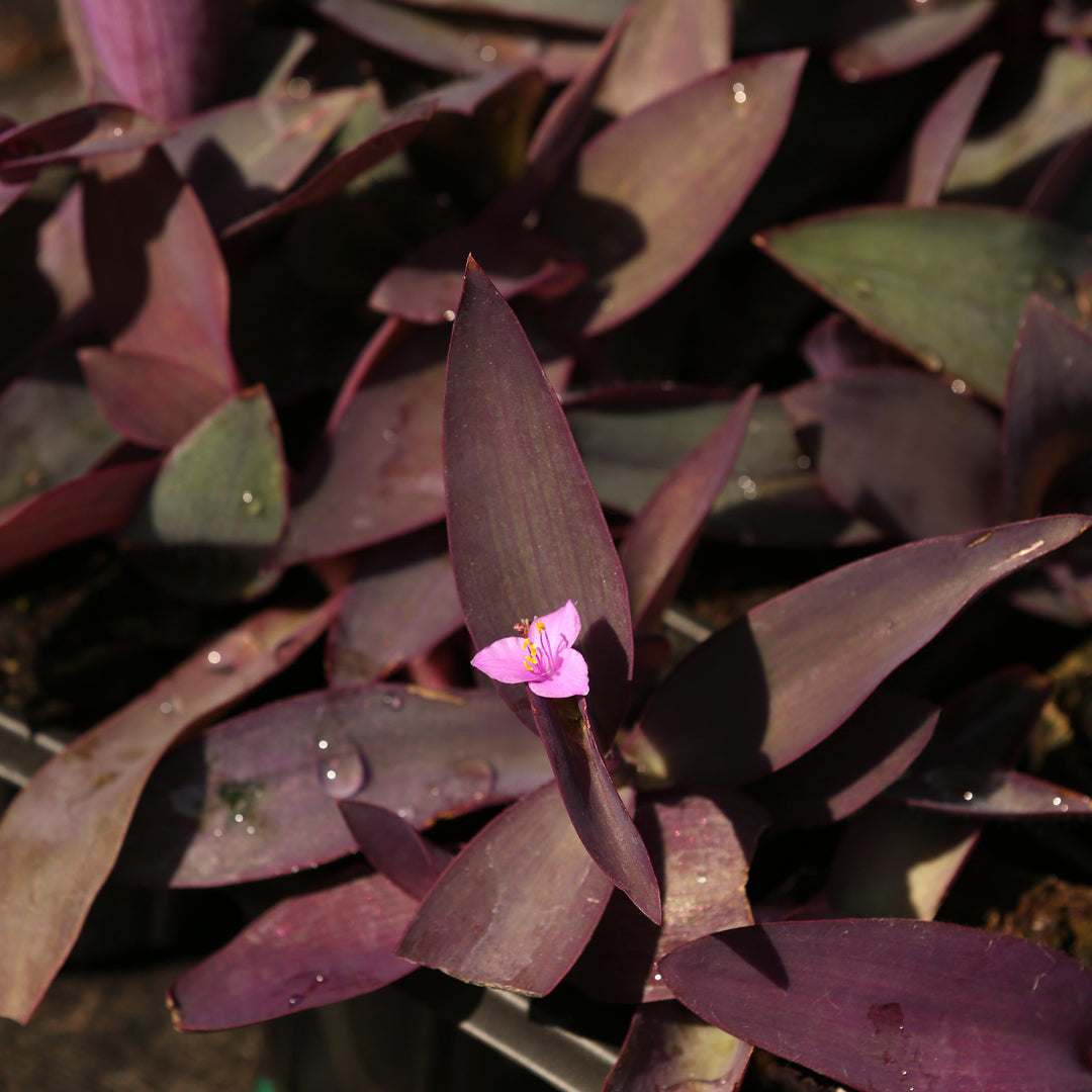 Setcreasea pallida ~ Monrovia® Purple Heart-ServeScape