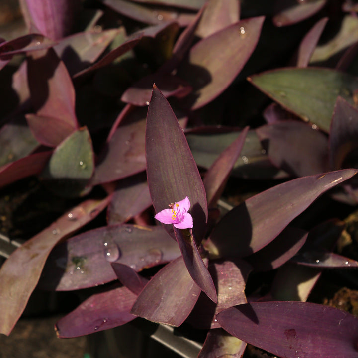 Setcreasea pallida ~ Monrovia® Purple Heart-ServeScape