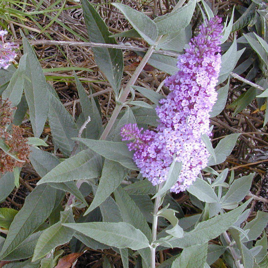 Buddleja x 'Bostulu' PP #25,708’ ~ Monrovia® True Blue Butterfly Bush-ServeScape