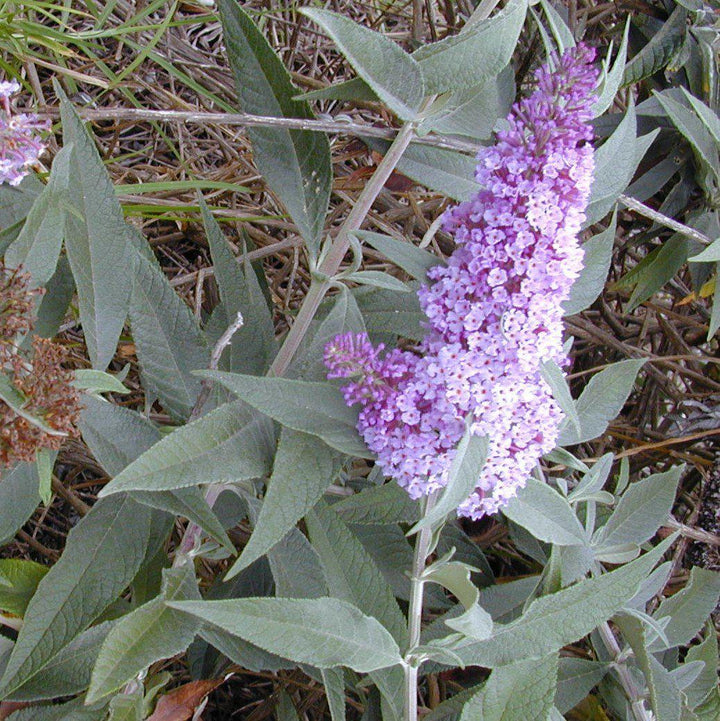 Buddleja x 'Bostulu' PP #25,708’ ~ Monrovia® True Blue Butterfly Bush-ServeScape