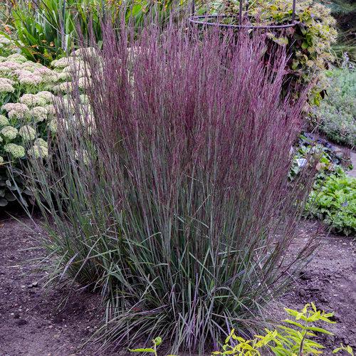 Schizachyrium scoparium 'Blue Paradise' ~ 'Blue Paradise' Little Bluestem-ServeScape