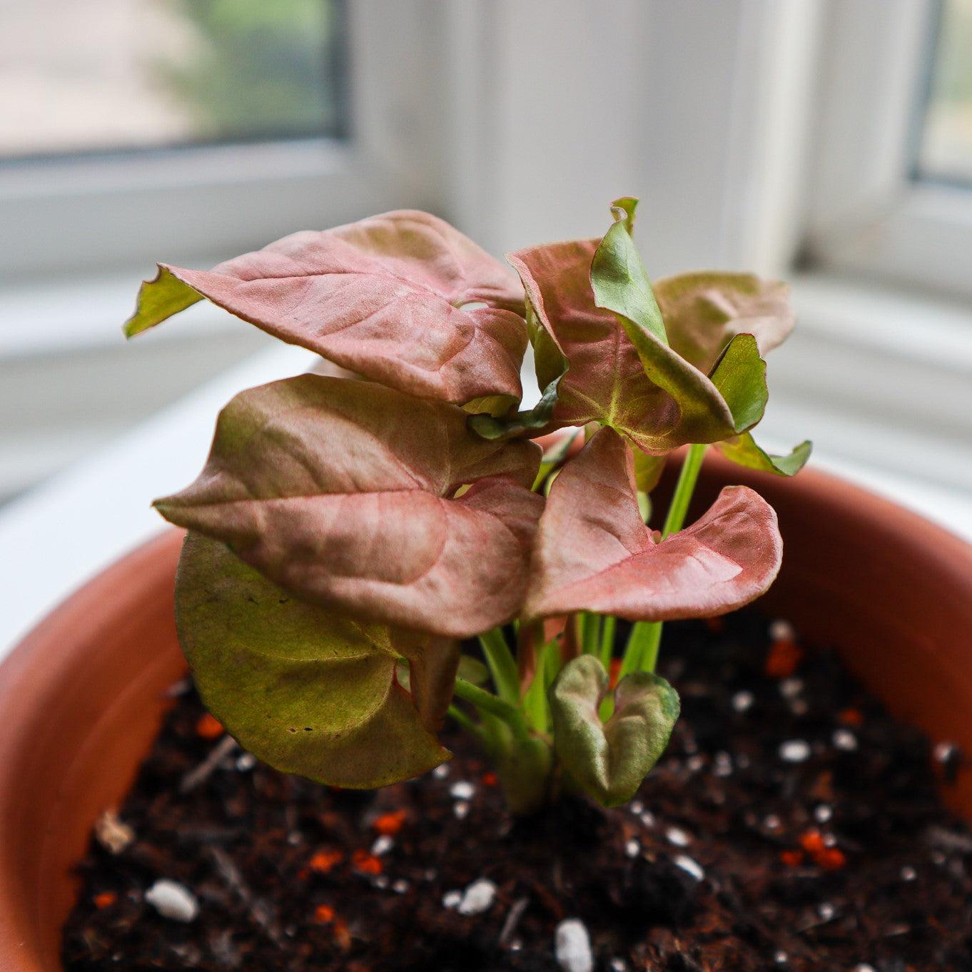 Syngonium podophyllum 'Neon Robusta' ~ Monrovia® Neon Robusta Arrowhead Plant-ServeScape
