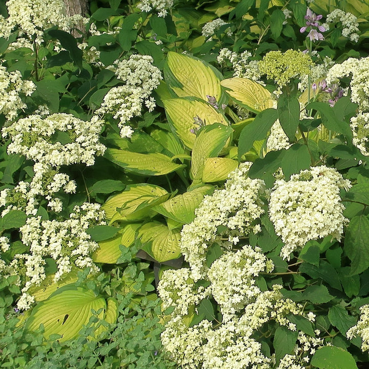 Hosta x 'Gold Standard' ~ Monrovia® Gold Standard Hosta-ServeScape