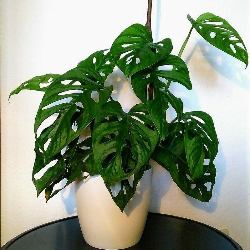 Monstera adansonii ~ Monrovia® Adanson's Swiss-Cheese Plant-ServeScape