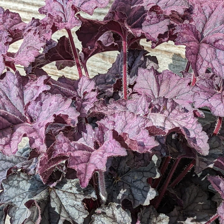 Heuchera x villosa 'TNHEUGA' ~ Monrovia® Grande™ Amethyst Coral Bells, Heuchera-ServeScape