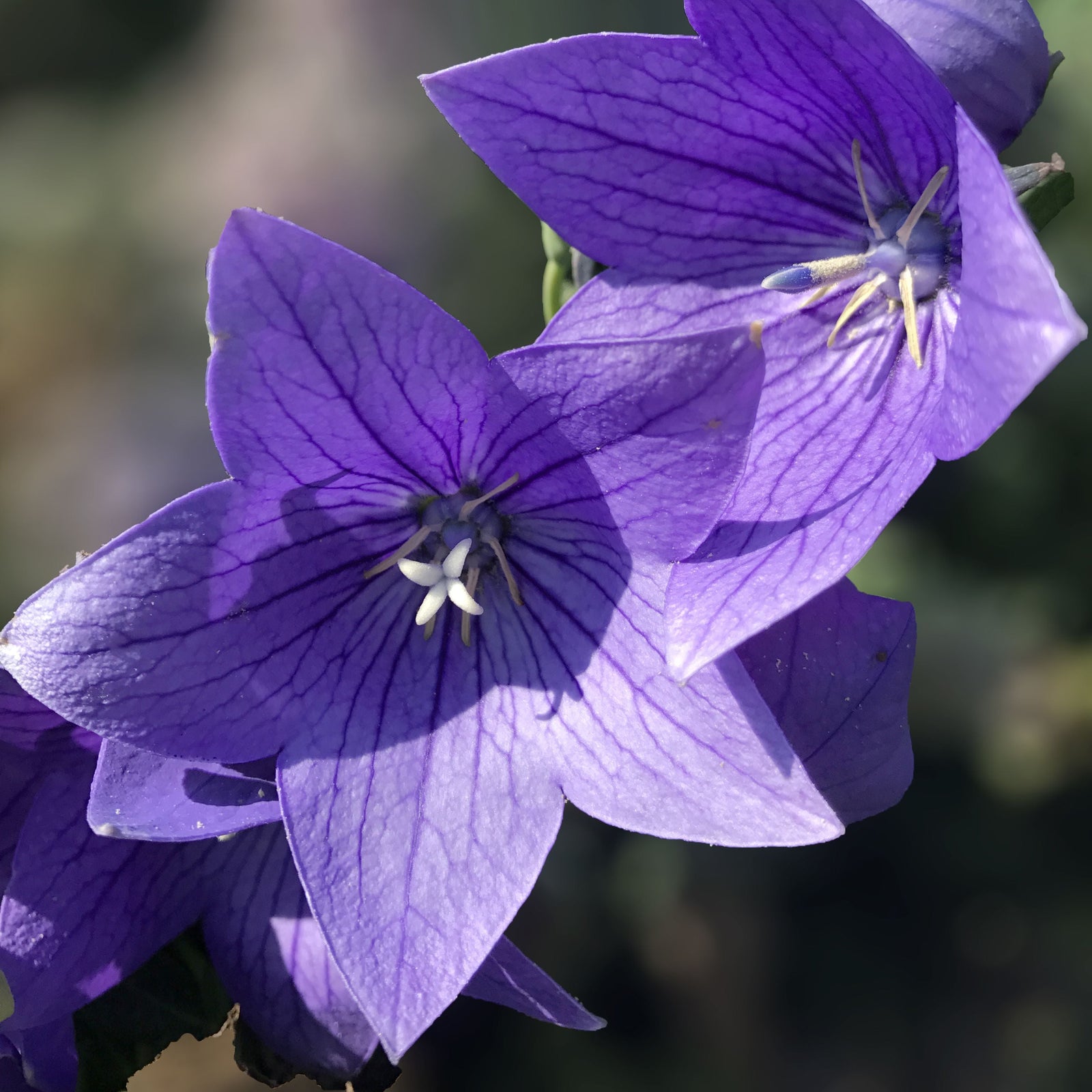 Platycodon grandiflorus 'Twinkle Blue' ~ Monrovia® Twinkle™ Blue Balloon Flower-ServeScape