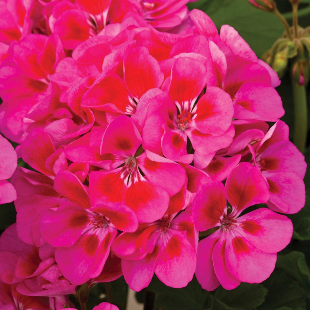 Pelargonium zonal 'Tango Rose Splash' ~ Tango™ Rose Splash Zonal Geranium-ServeScape