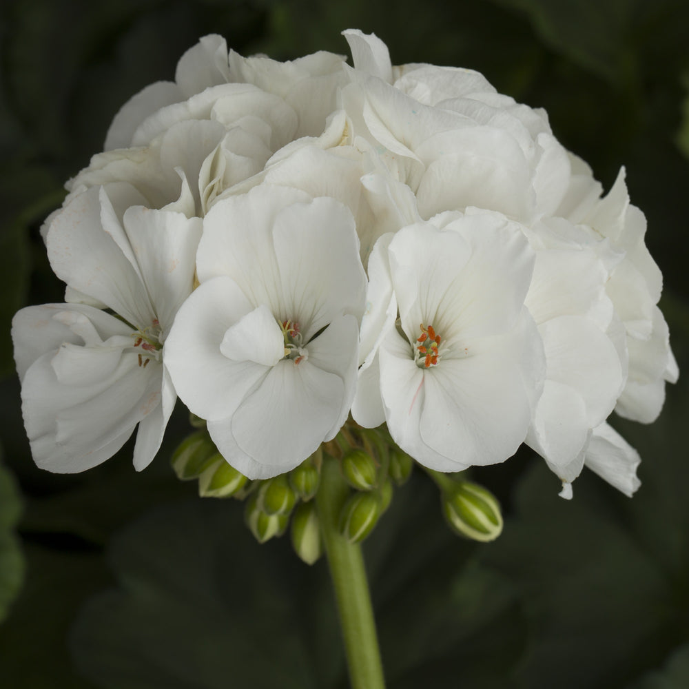 Pelargonium zonal 'Tango White' ~ Tango™ White Zonal Geranium-ServeScape
