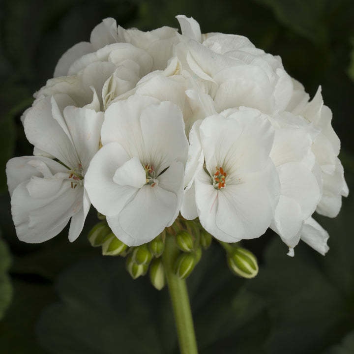 Pelargonium zonal 'Tango White' ~ Tango™ White Zonal Geranium-ServeScape