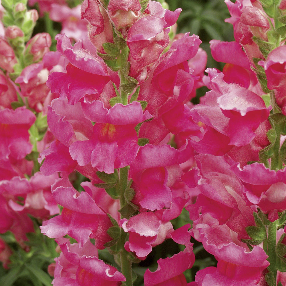 Antirrhinum majus 'Liberty Classic Rose Pink' ~ Liberty Classic™ Rose Pink Dwarf Snapdragon-ServeScape