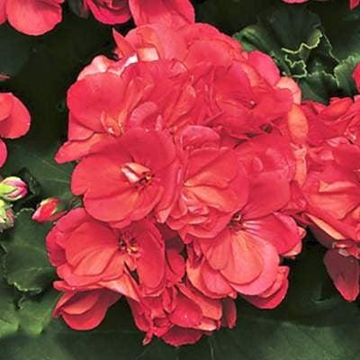 Pelargonium zonal 'Americana Coral' ~ Americana® Coral Zonal Geranium-ServeScape