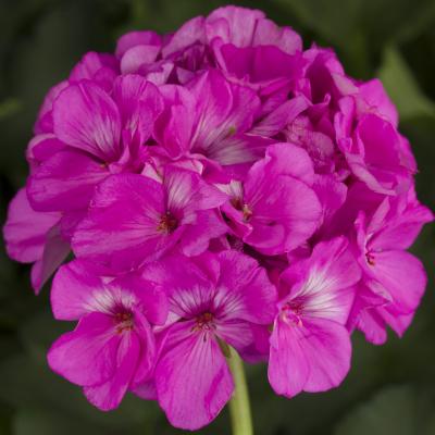 Pelargonium zonal 'Americana Orchid' ~ Americana® Orchid Zonal Geranium-ServeScape