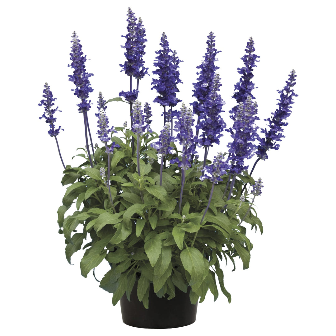 Salvia farinacea 'Velocity Blue' ~ Velocity™ Blue Salvia-ServeScape
