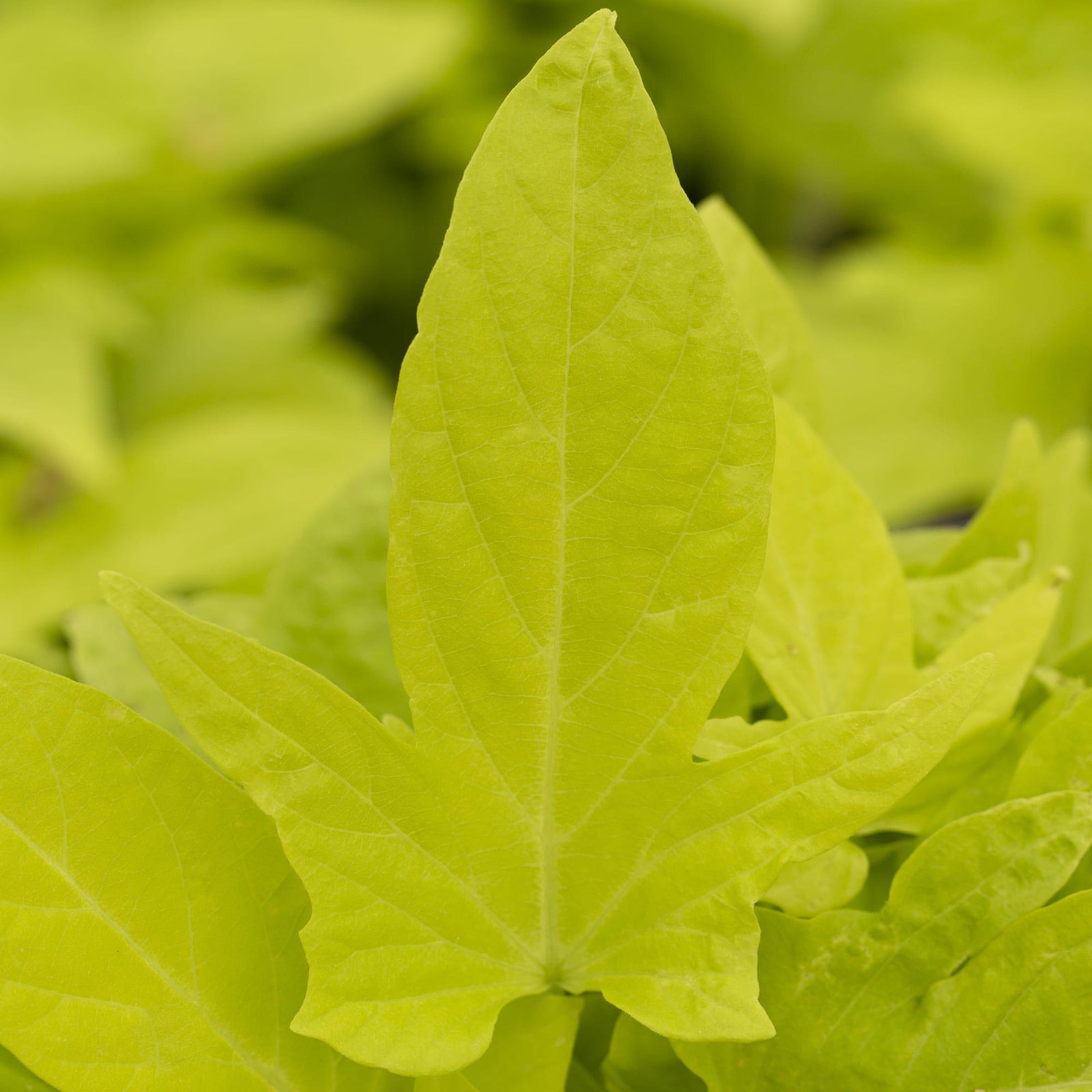 Ipomoea batatas ‘Sidekick Lime’ ~ Sidekick™ Lime Sweet Potato-ServeScape
