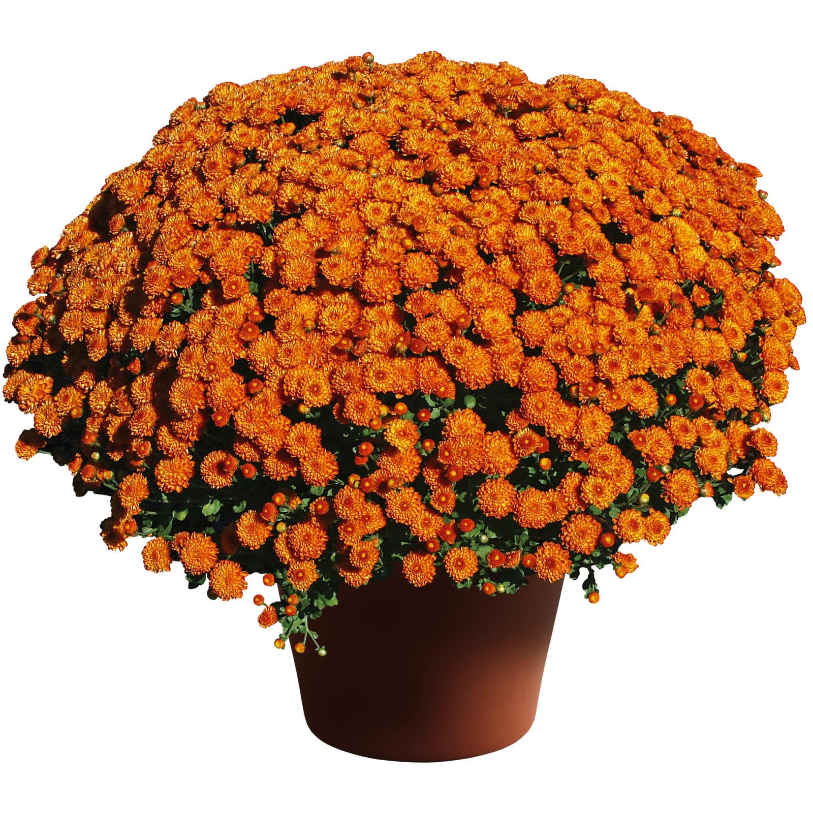 Chrysanthemum x morifolium 'Gigi Orange' ~ Gigi™ Orange Mum-ServeScape