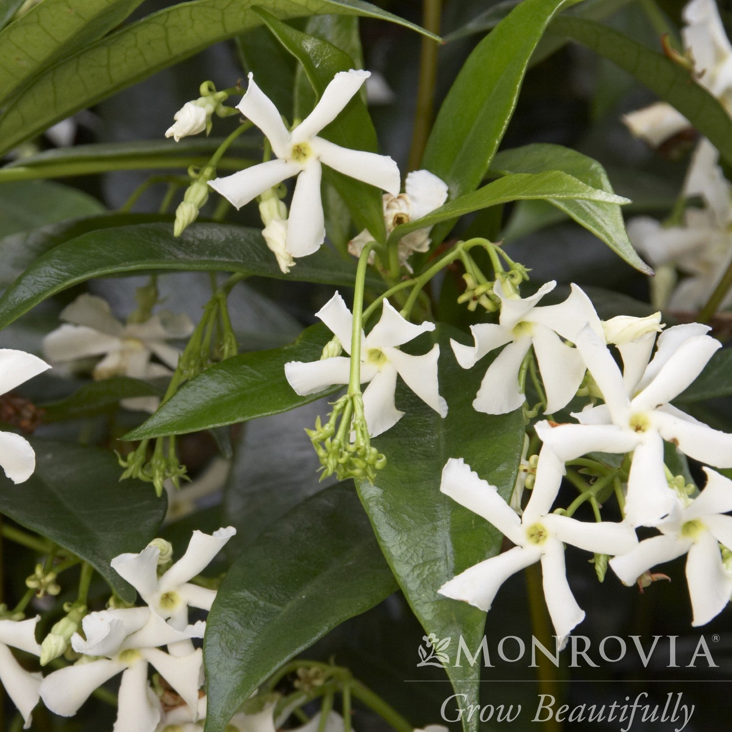 Trachelospermum jasminoides ~ Monrovia® Confederate Jasmine, Star Jasmine-ServeScape