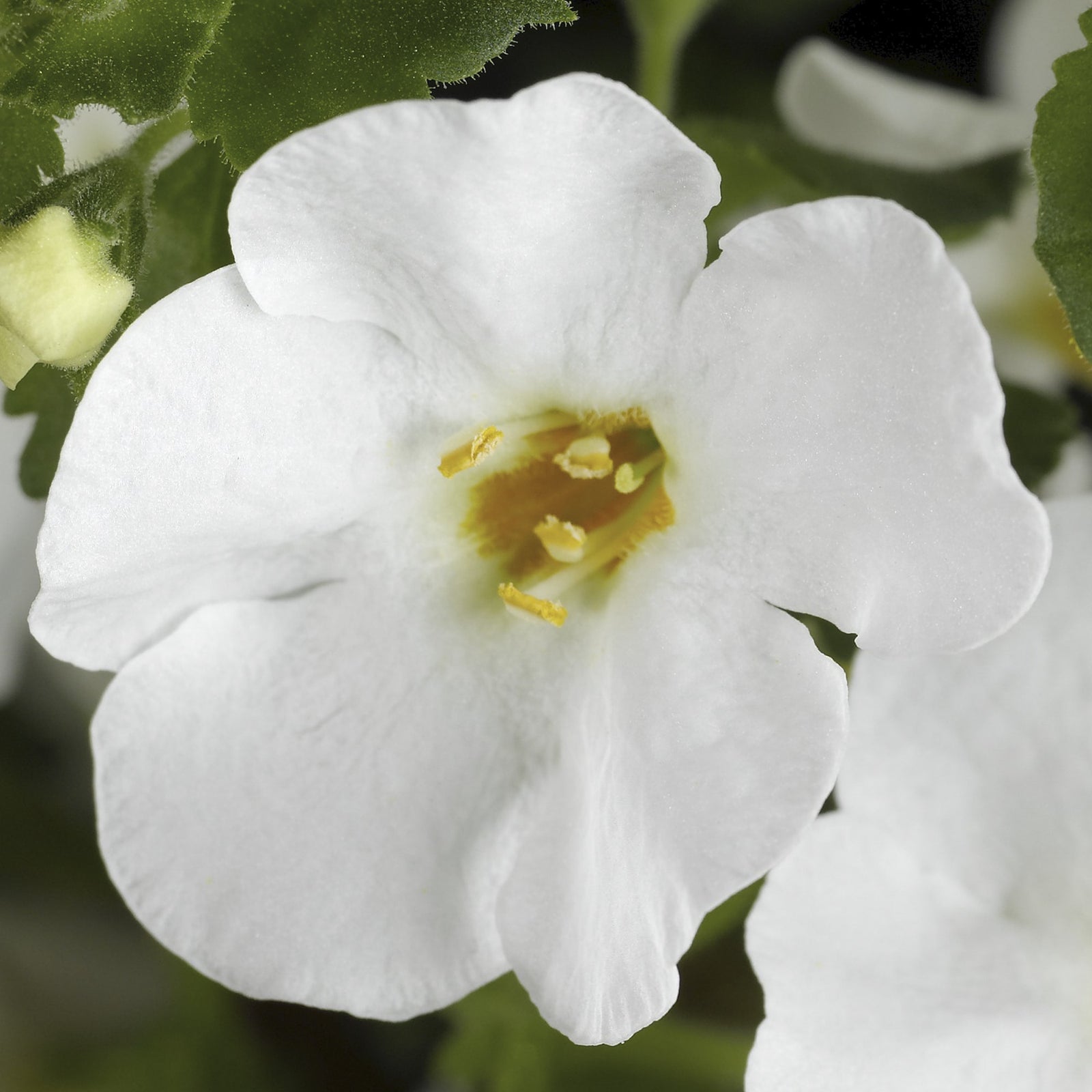 Sutera grandiflora 'Calypso Jumbo White' ~ Calypso™ Jumbo White Bacopa-ServeScape