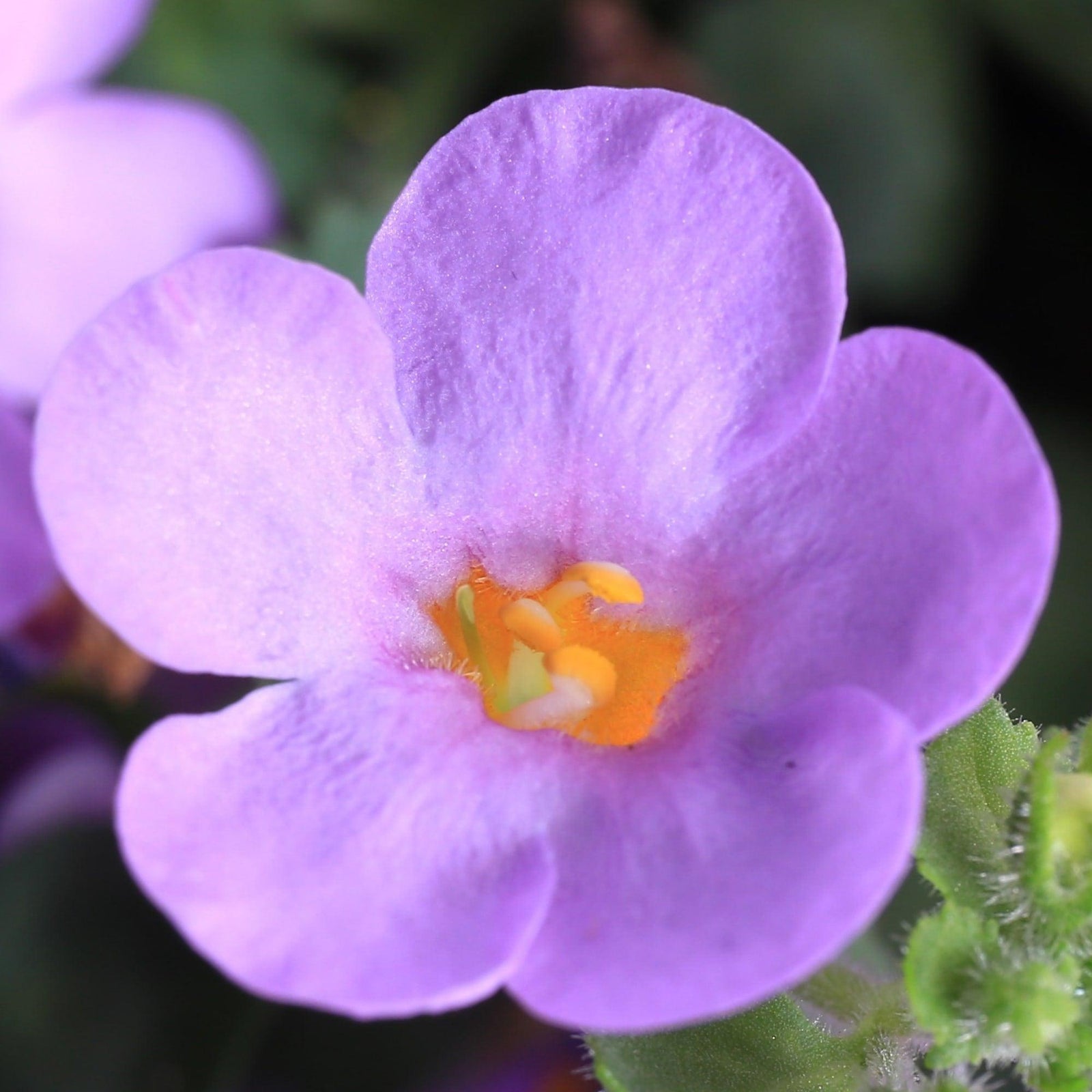Sutera grandiflora 'Calypso Jumbo Deep Lavender' ~ Calypso™ Jumbo Deep Lavender Bacopa-ServeScape