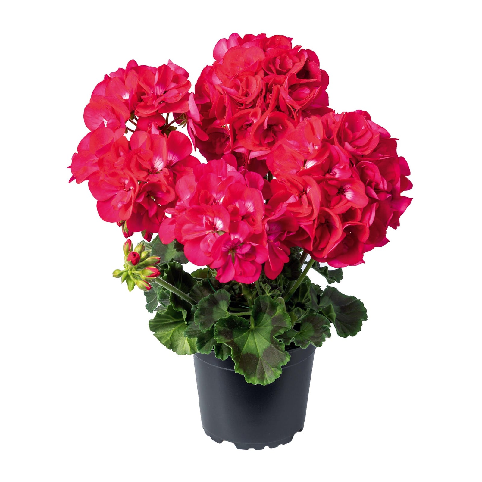 Pelargonium interspecific 'Calliope Hot Pink' ~ Calliope® M Hot Pink Geranium-ServeScape