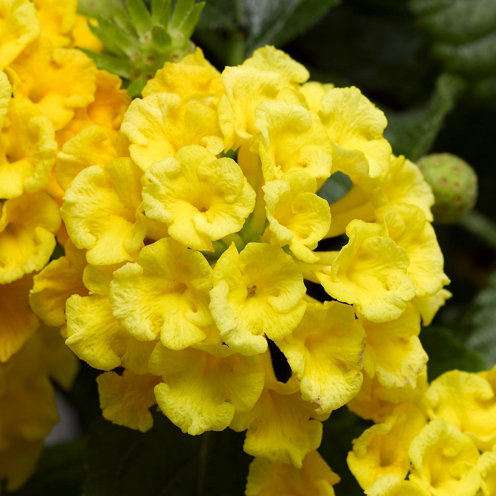 Lantana camara 'Bandana Yellow' ~ Bandana® Yellow Lantana-ServeScape