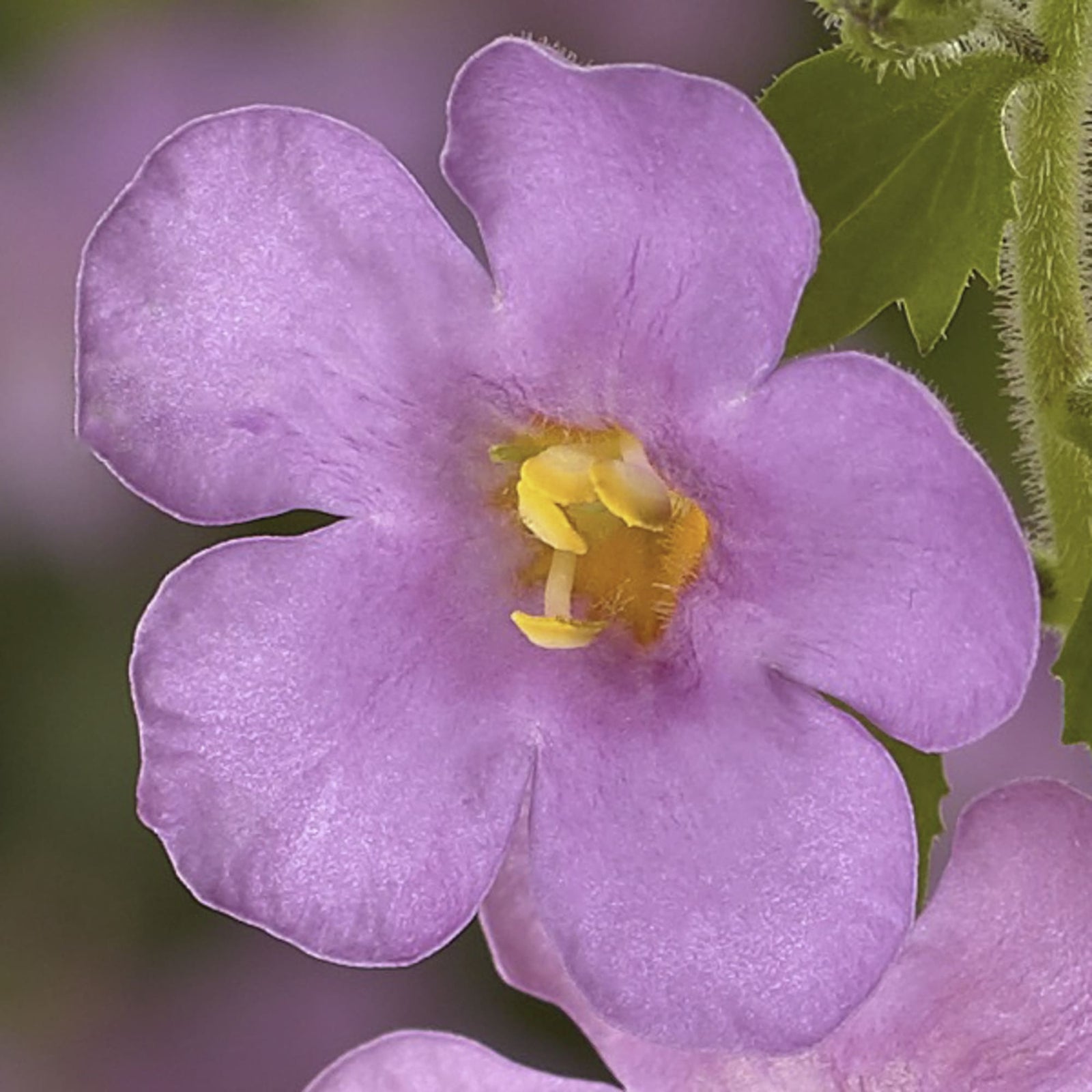 Sutera grandiflora 'Calypso Jumbo Rose' ~ Calypso™ Jumbo Rose Bacopa-ServeScape
