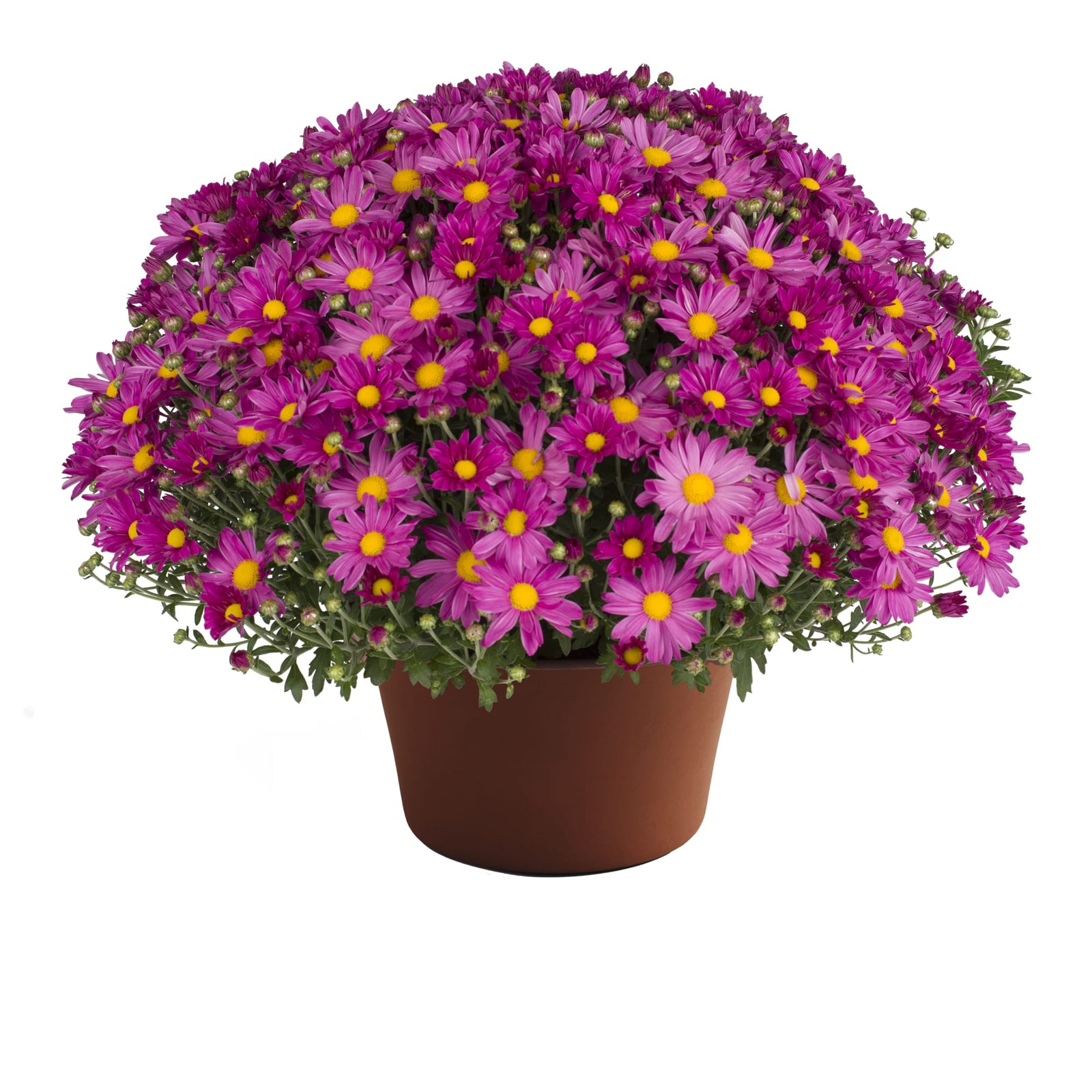 Chrysanthemum x morifolium 'Demi Pink' ~ Demi™ Pink Mum-ServeScape