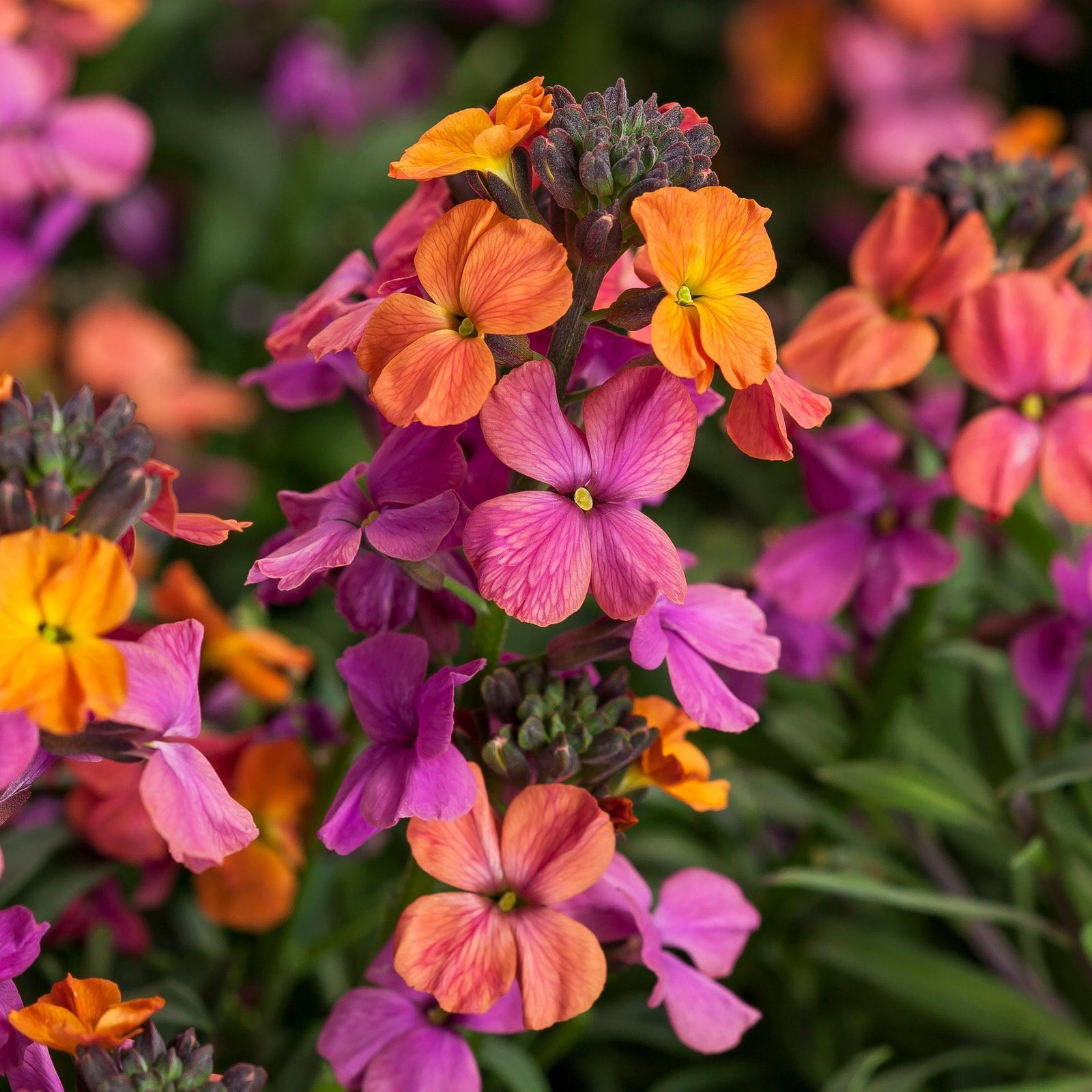 Erysimum linifolium 'Bronze Rose' ~ Erysistible™ Bronze Rose Erysimum-ServeScape