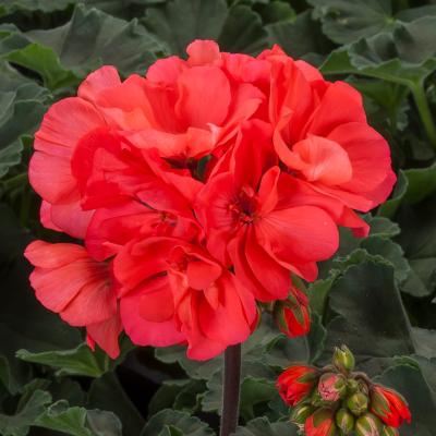 Pelargonium interspecific 'Mojo Salmon' ~ Mojo™ Salmon Geranium-ServeScape