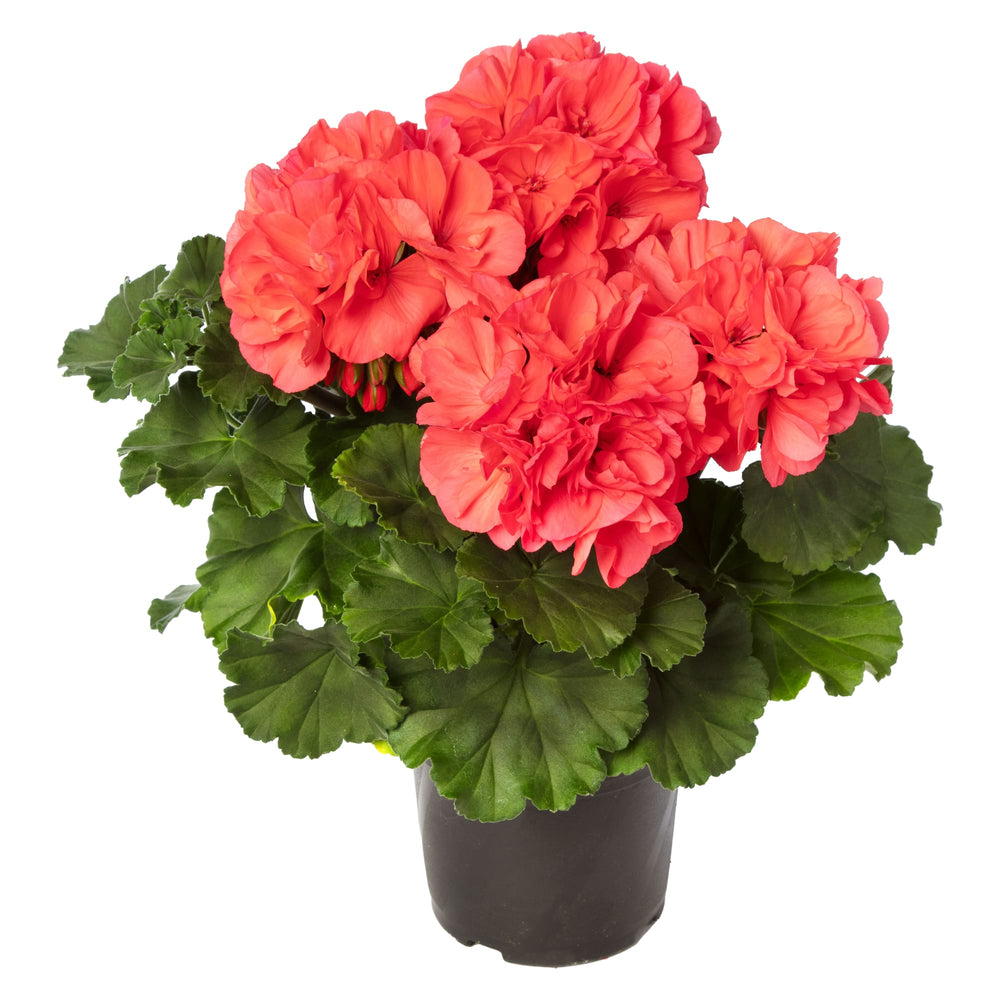 Pelargonium interspecific 'Mojo Salmon' ~ Mojo™ Salmon Geranium-ServeScape