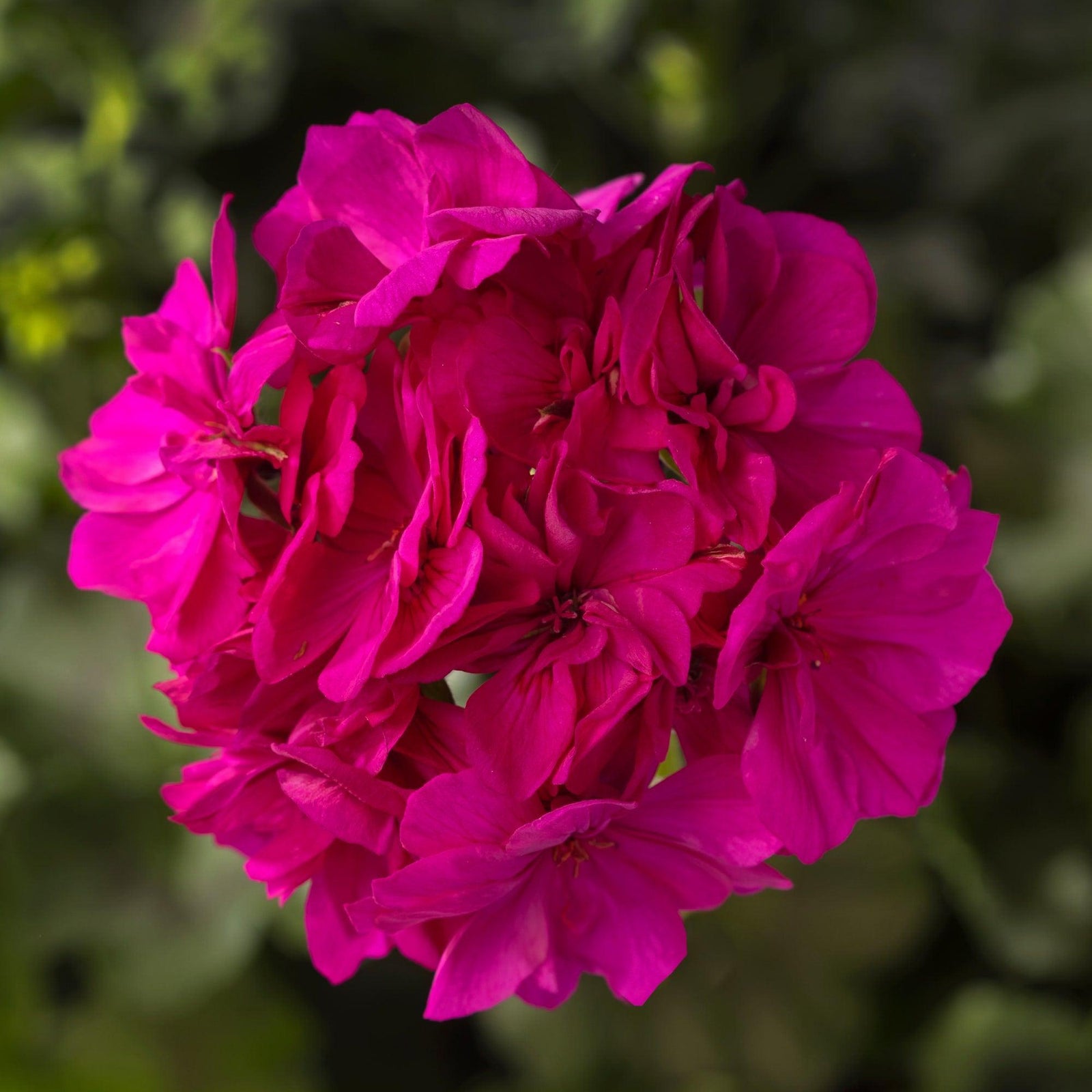 Pelargonium interspecific 'Calliope Cascade Violet' ~ Calliope® Cascade Violet Geranium-ServeScape