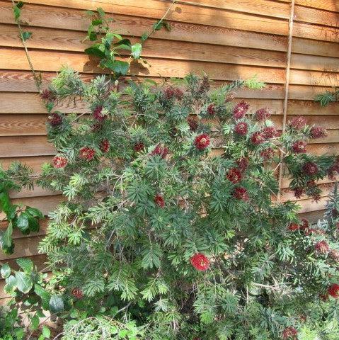 Callistemon 'Little John' ~ Little John Dwarf Bottlebrush-ServeScape