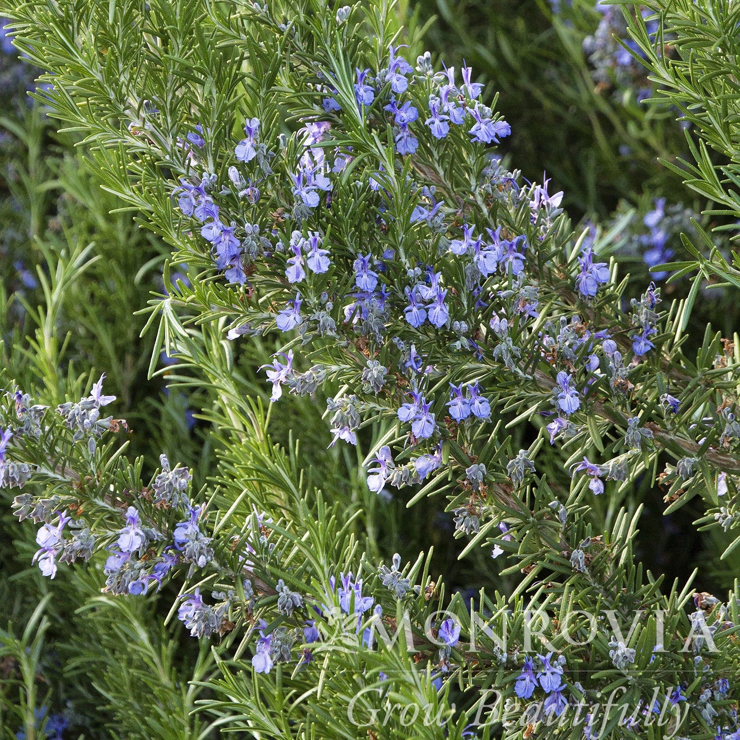 Rosmarinus officinalis 'Tuscan Blue' ~ Monrovia® Tuscan Blue Rosemary-ServeScape