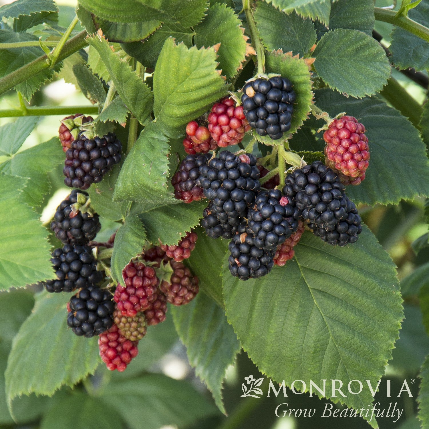Rubus subgenus Rubus Watson 'Black Satin' ~ Monrovia® Black Satin Blackberry-ServeScape