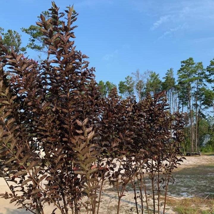 Lagerstroemia x 'JM3' ~ Thunderstruck™ Lavender Blast™ Crape Myrtle-ServeScape