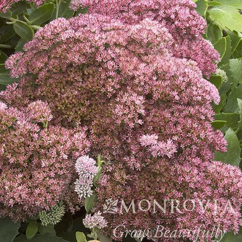 Sedum spectabile 'Autumn Joy' ~ Monrovia® Autumn Joy Stonecrop-ServeScape