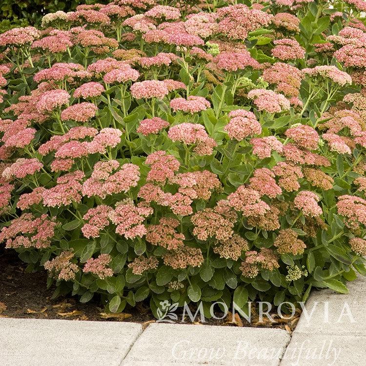 Sedum spectabile 'Autumn Joy' ~ Monrovia® Autumn Joy Stonecrop-ServeScape