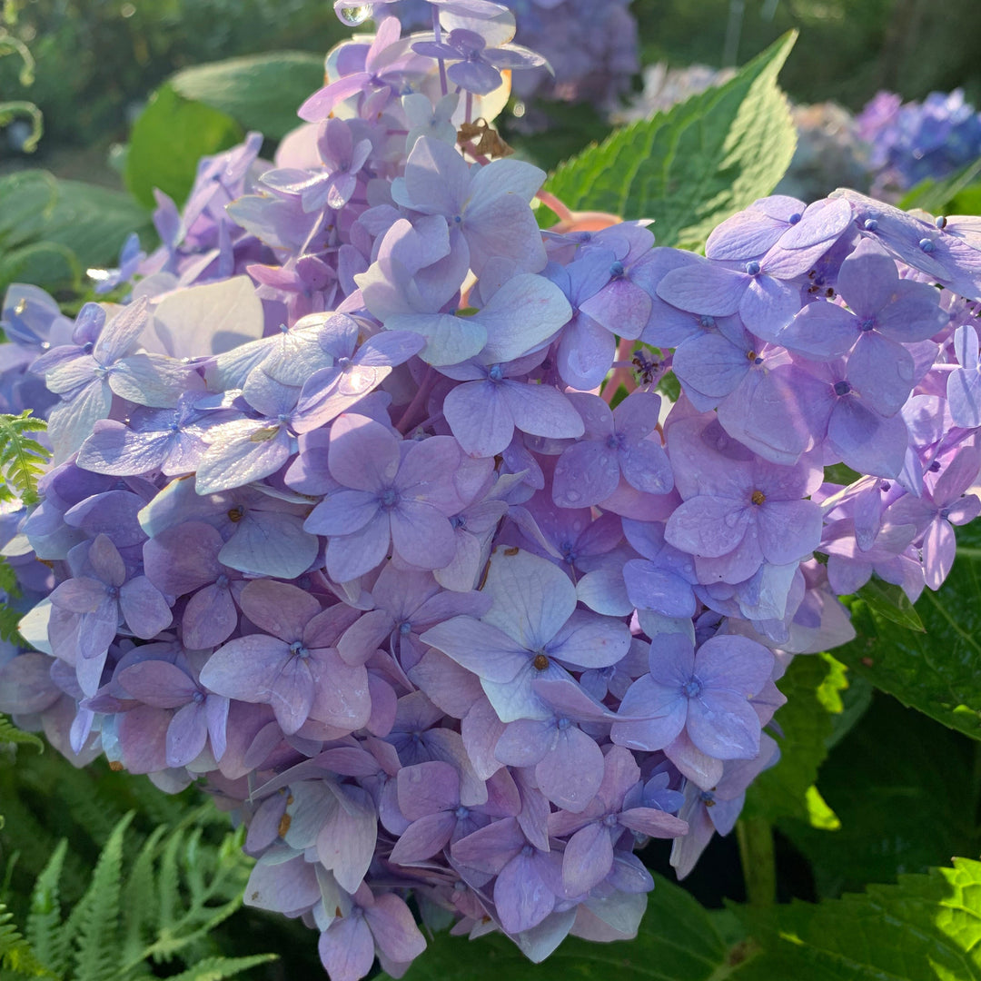 Hydrangea macrophylla 'Bailmer’ ~ Endless Summer® The Original Hydrangea-ServeScape