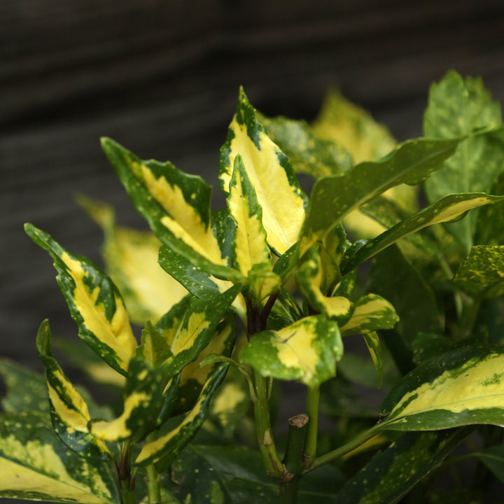 Aucuba japonica 'Picturata' ~ Picturata Aucuba, Spotted Laurel-ServeScape