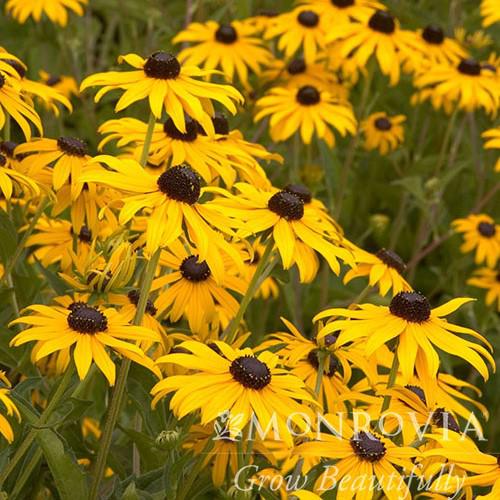 Rudbeckia fulgida 'Goldsturm' ~ Monrovia® Black-Eyed Susan-ServeScape