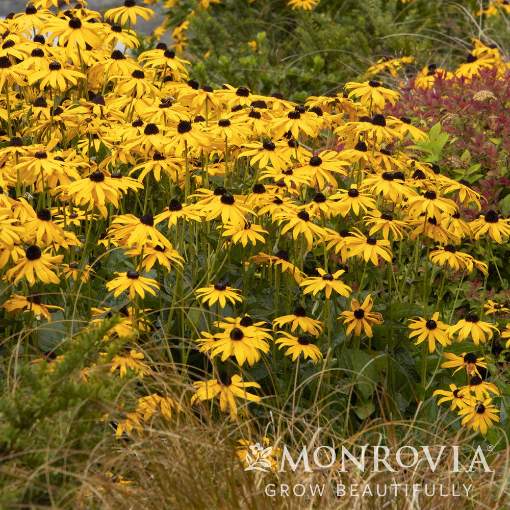 Rudbeckia fulgida 'Goldsturm' ~ Monrovia® Black-Eyed Susan-ServeScape