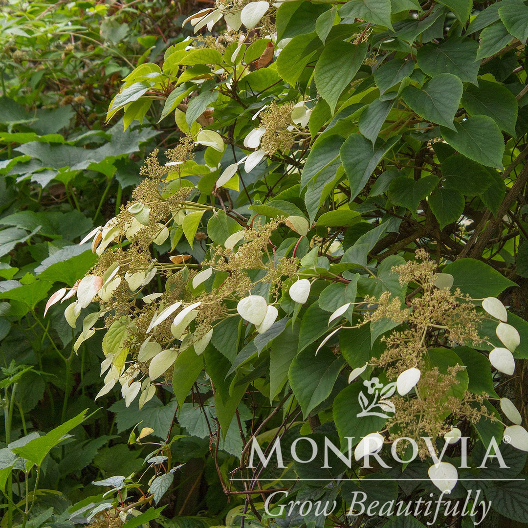 Schizophragma hydrangeoides 'Moonlight' ~ Monrovia® Moonlight Japanese Hydrangea Vine-ServeScape
