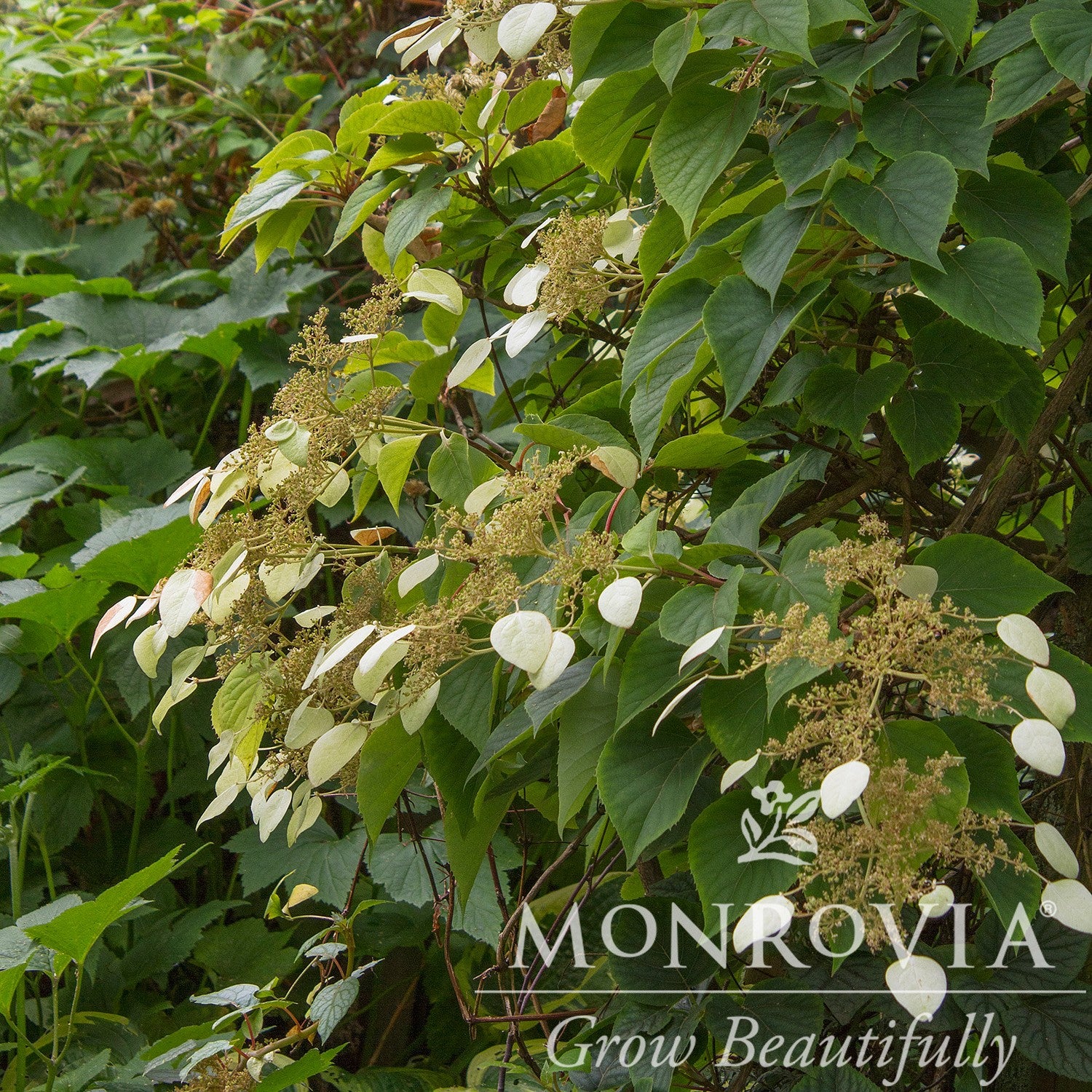 Schizophragma hydrangeoides 'Moonlight' ~ Monrovia® Moonlight Japanese Hydrangea Vine-ServeScape
