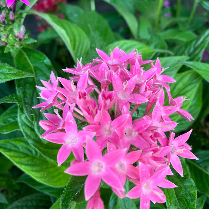 Pentas lanceolata 'Graffiti OG Mix' ~ Graffiti® OG Mix Star Flower-ServeScape