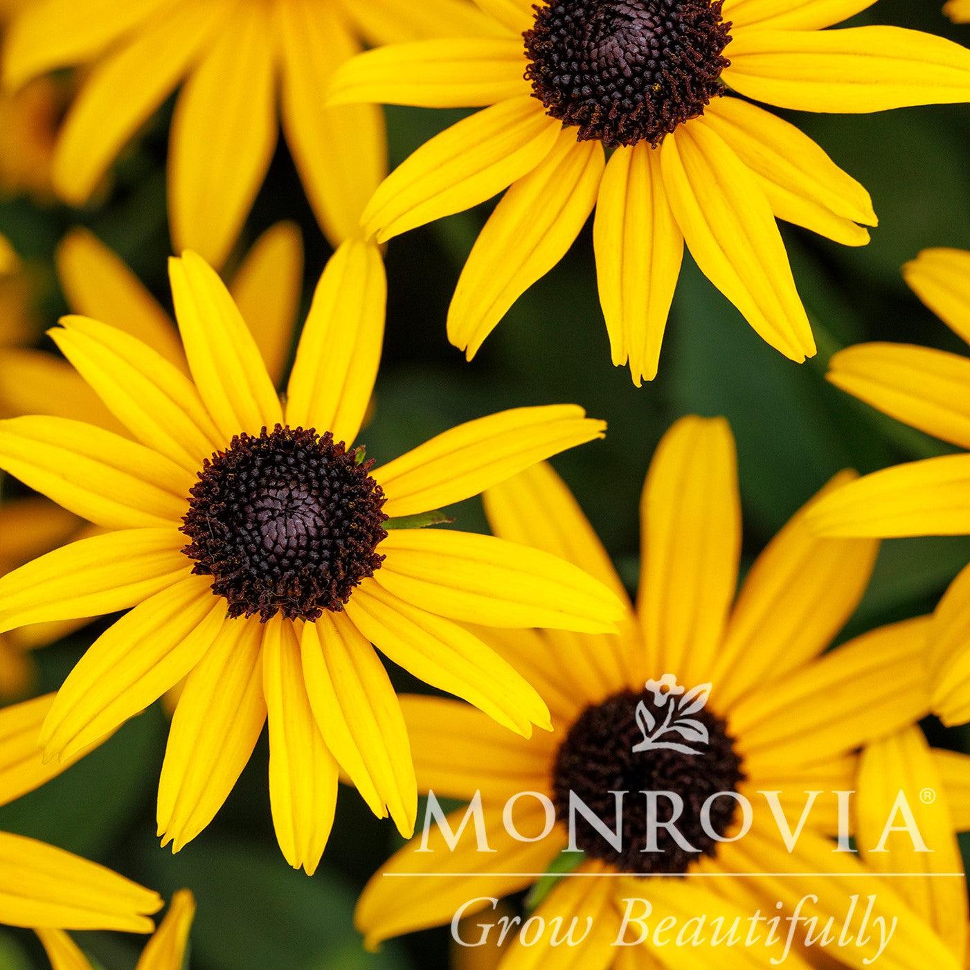 Rudbeckia fulgida 'Early Bird Gold' PP #20,286 ~ Monrovia® Early Bird Gold Gloriosa Daisy-ServeScape