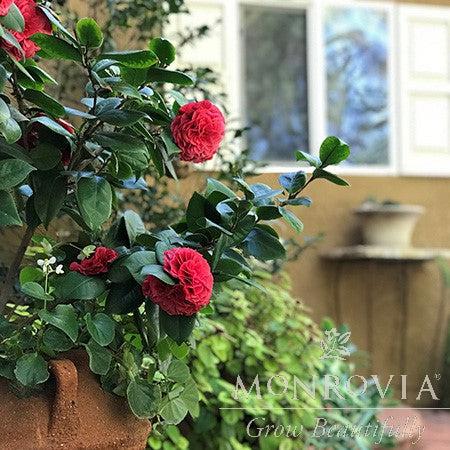 Camellia japonica 'MonBella' ~ Monrovia® Vestito Rosso® Camellia-ServeScape