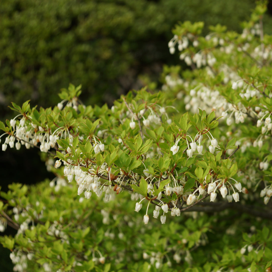 Enkianthus perulatus ~ Enkianthus-ServeScape