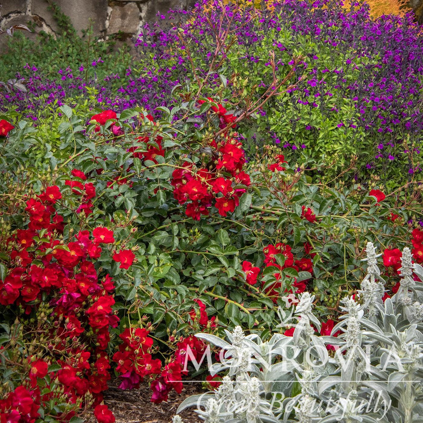 Rosa x 'Noare' ~ Monrovia® Flower Carpet® Red Rose-ServeScape