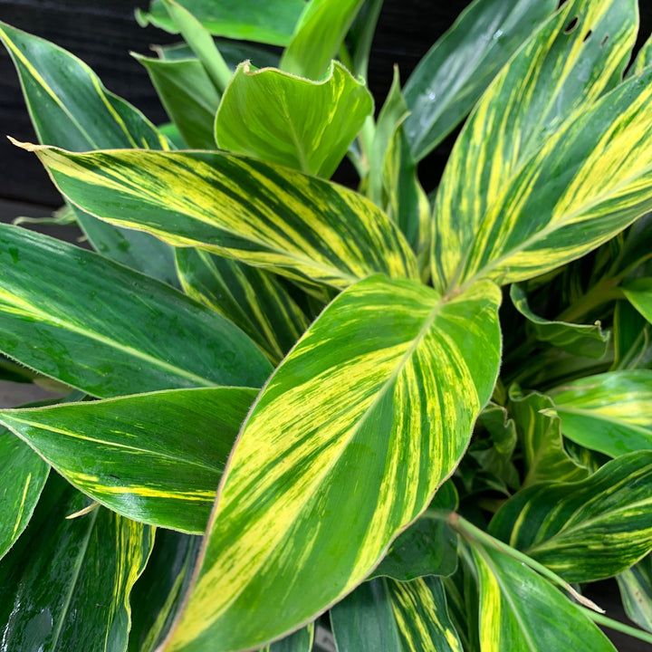 Alpinia zerumbet 'Variegata' ~ Monrovia® Variegated Ginger-ServeScape