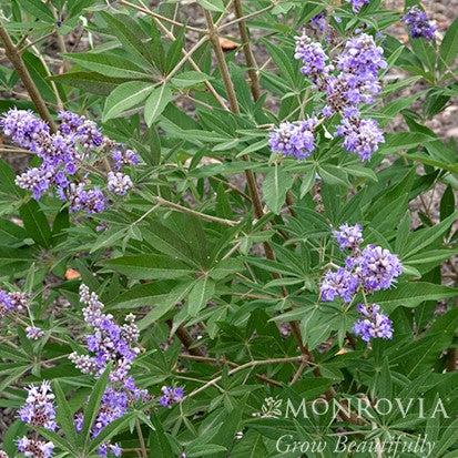 Vitex agnus-castus 'Shoal Creek’ ~ Monrovia® Shoal Creek Chaste Tree-ServeScape
